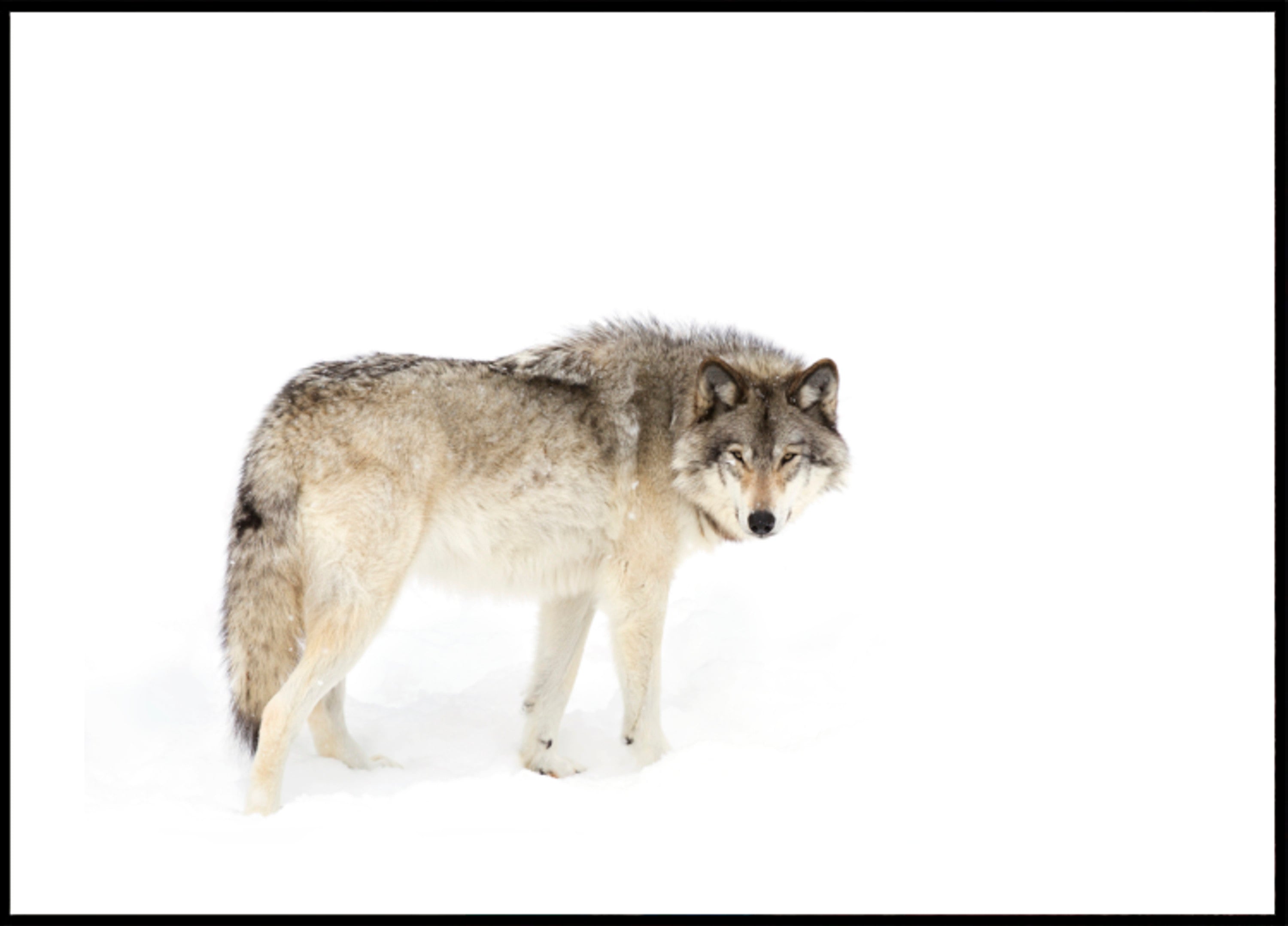Lobo de inverno vigilante