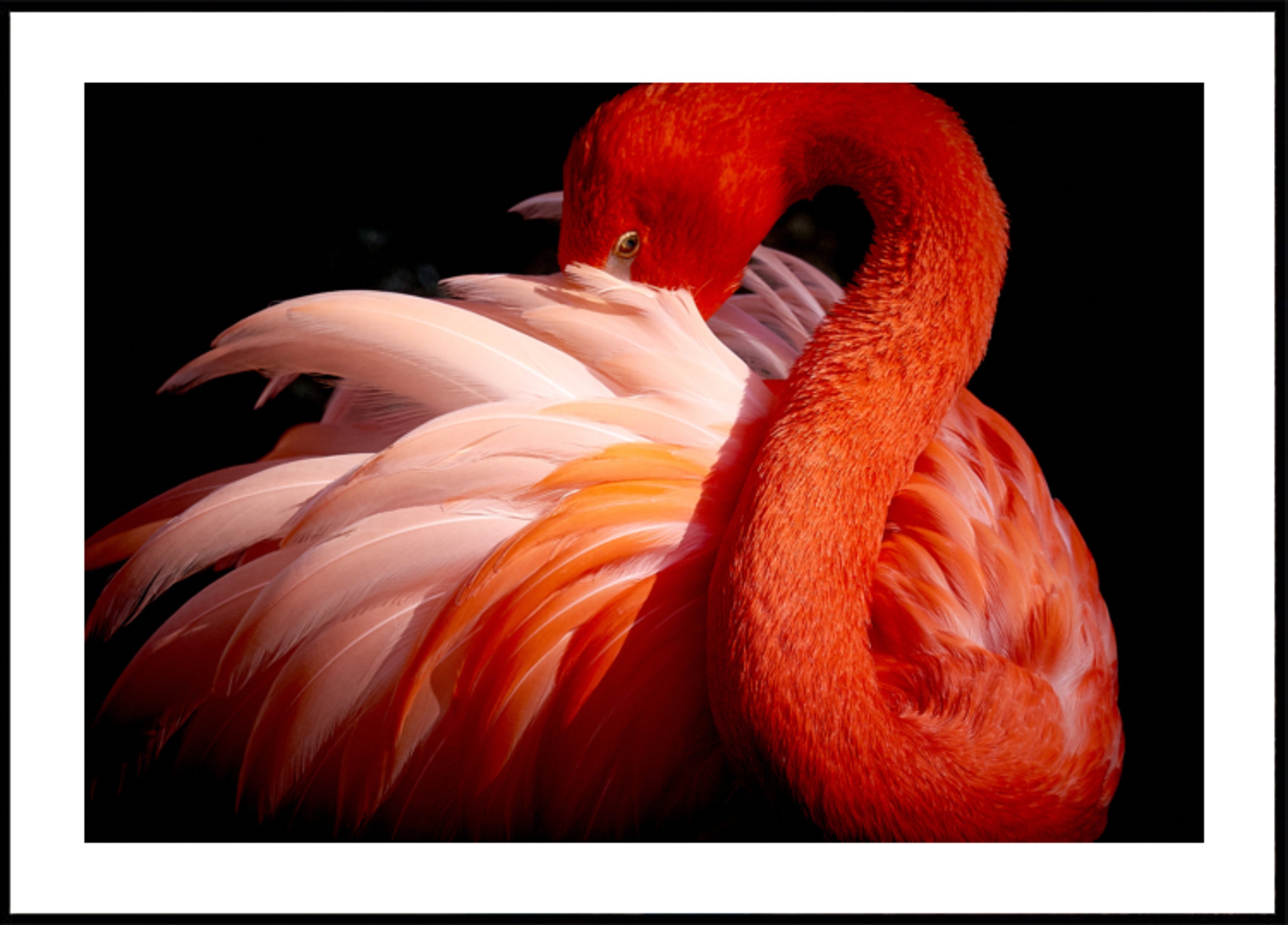 Flamingo Rosa Elegante