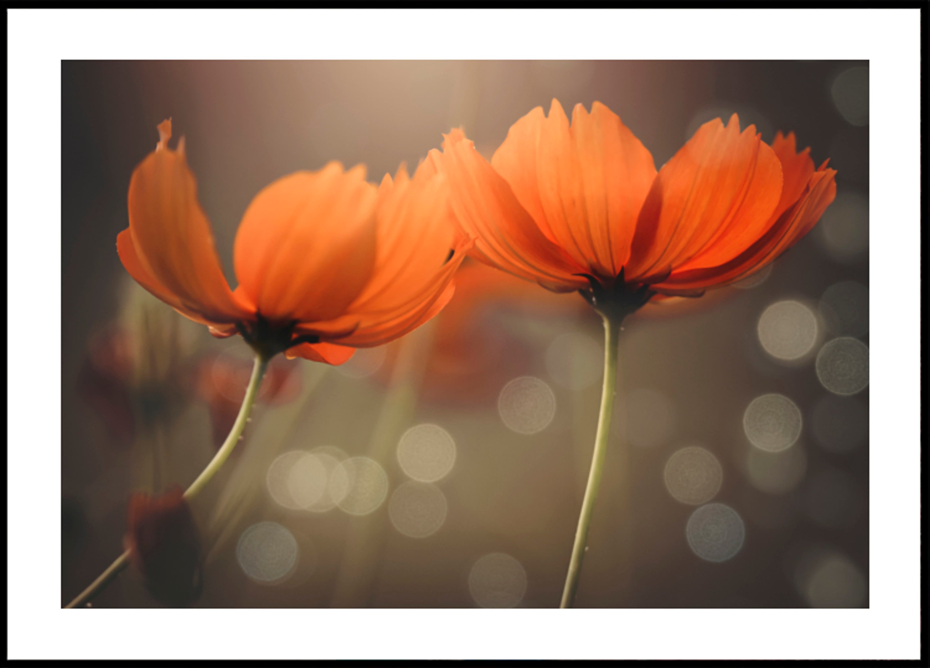 Flores brilhantes do cosmos