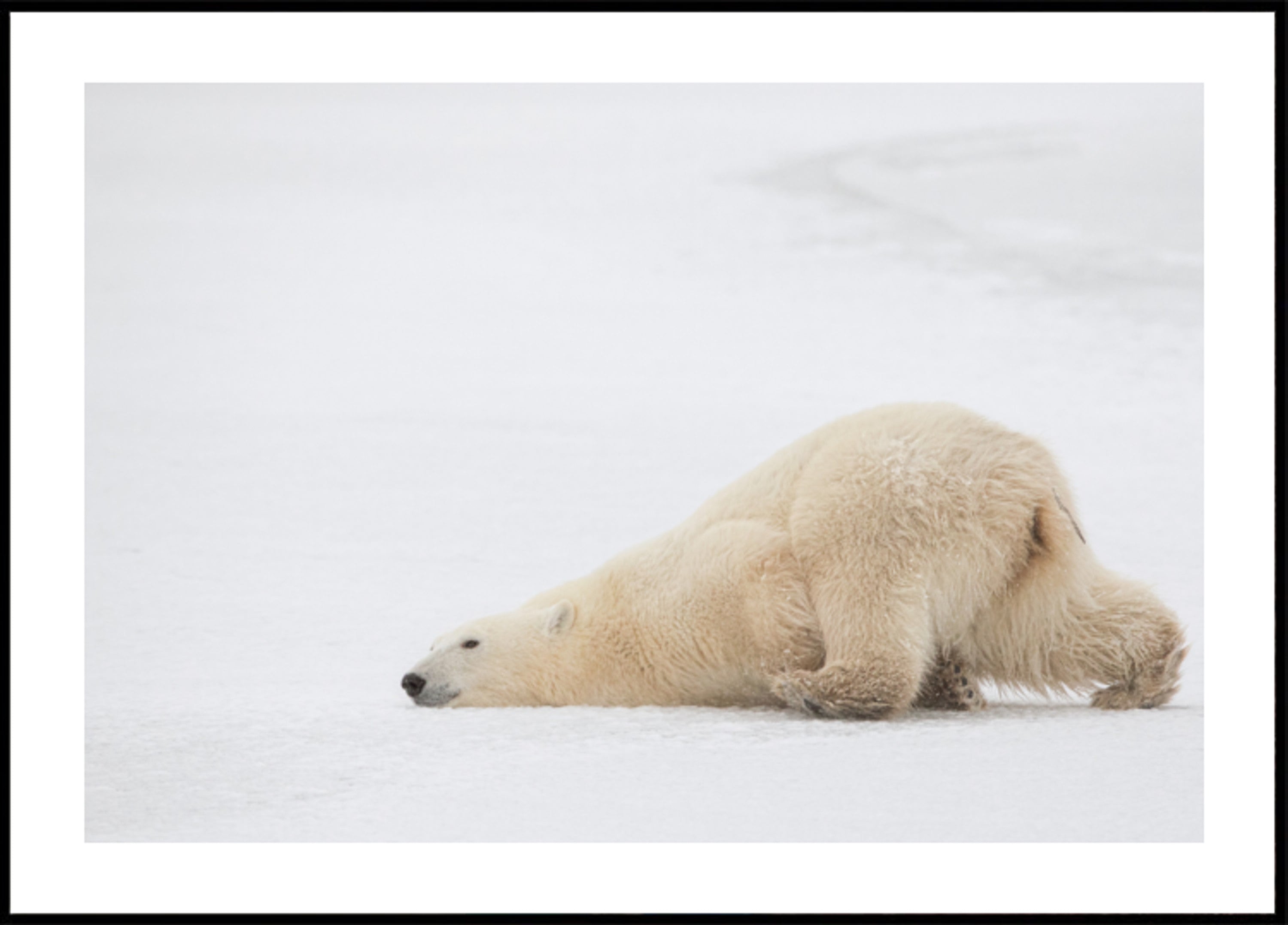 Soneca pacífica do urso polar