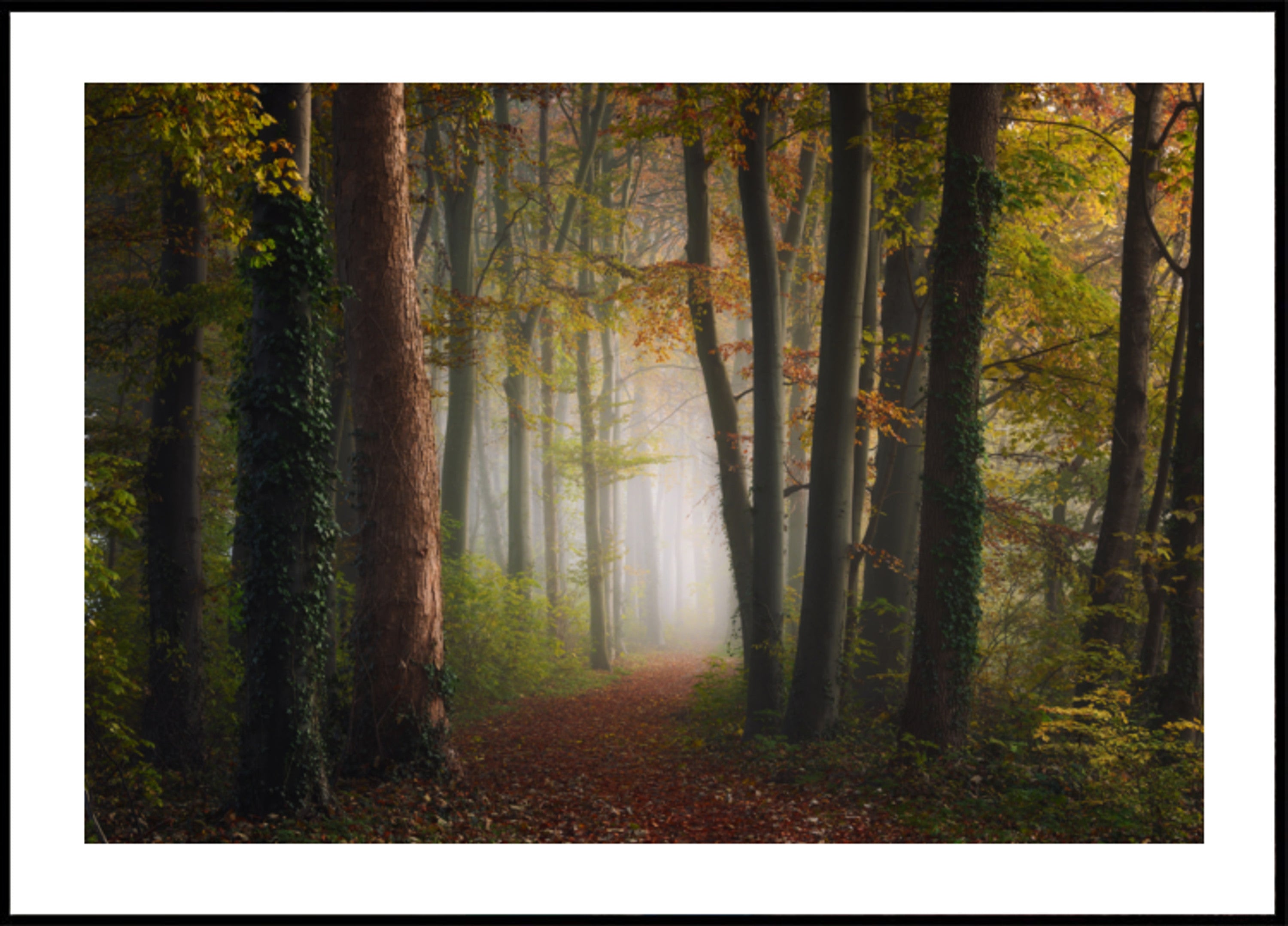 Caminho da floresta de outono enevoado